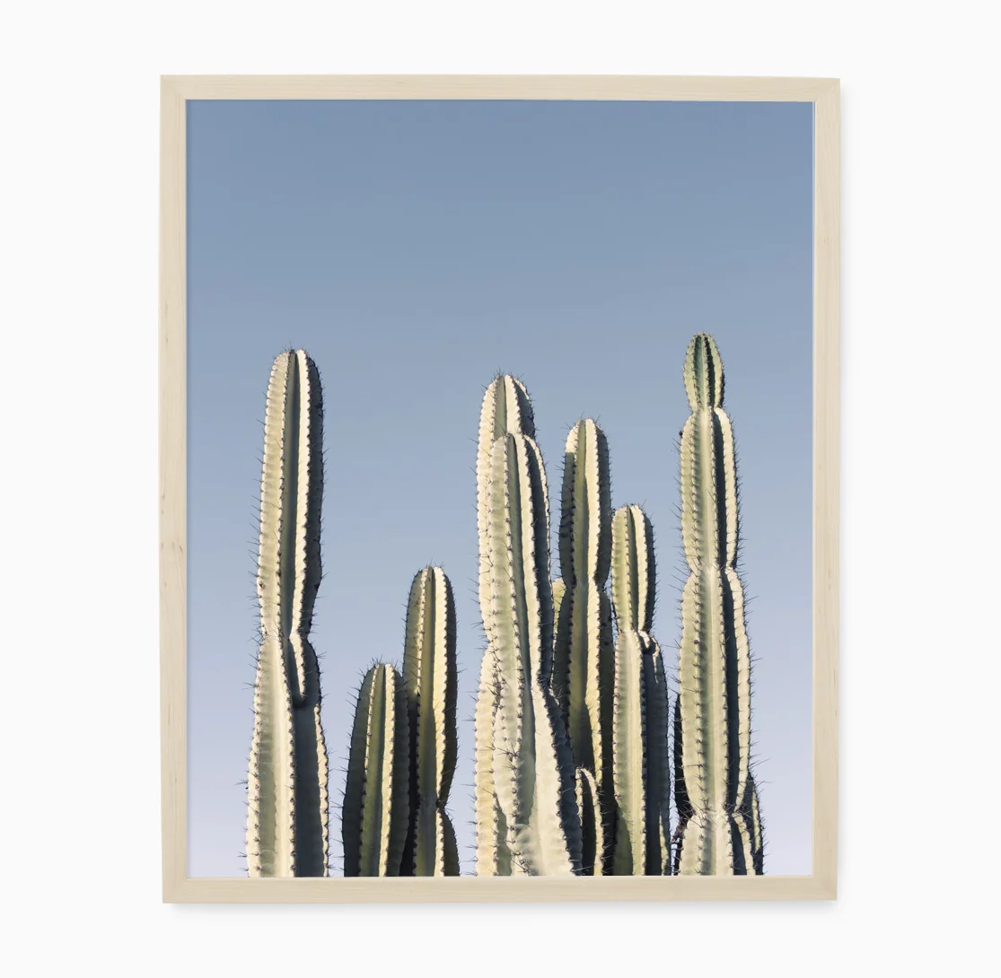Desert_Cactus_Natural.jpg