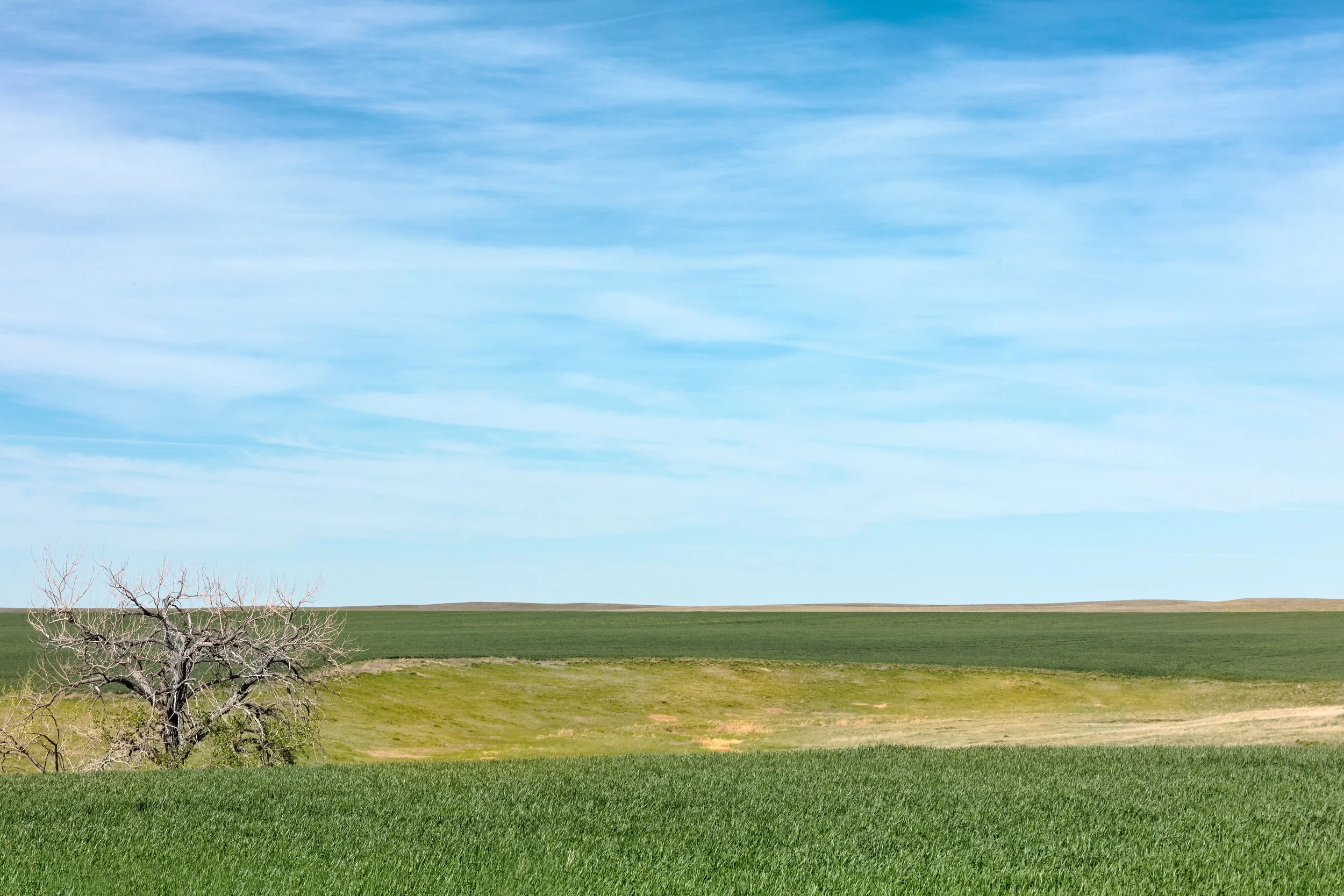 Lone Tree