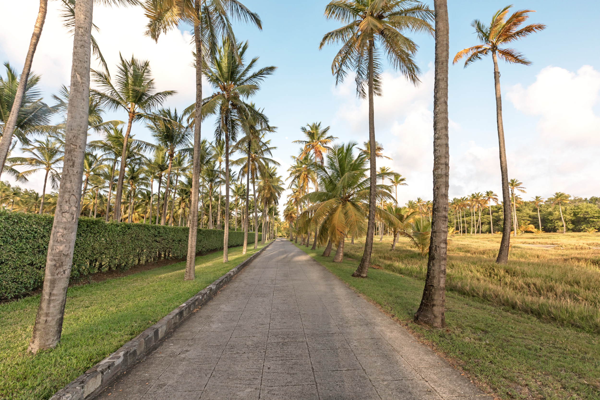 Palm Lane