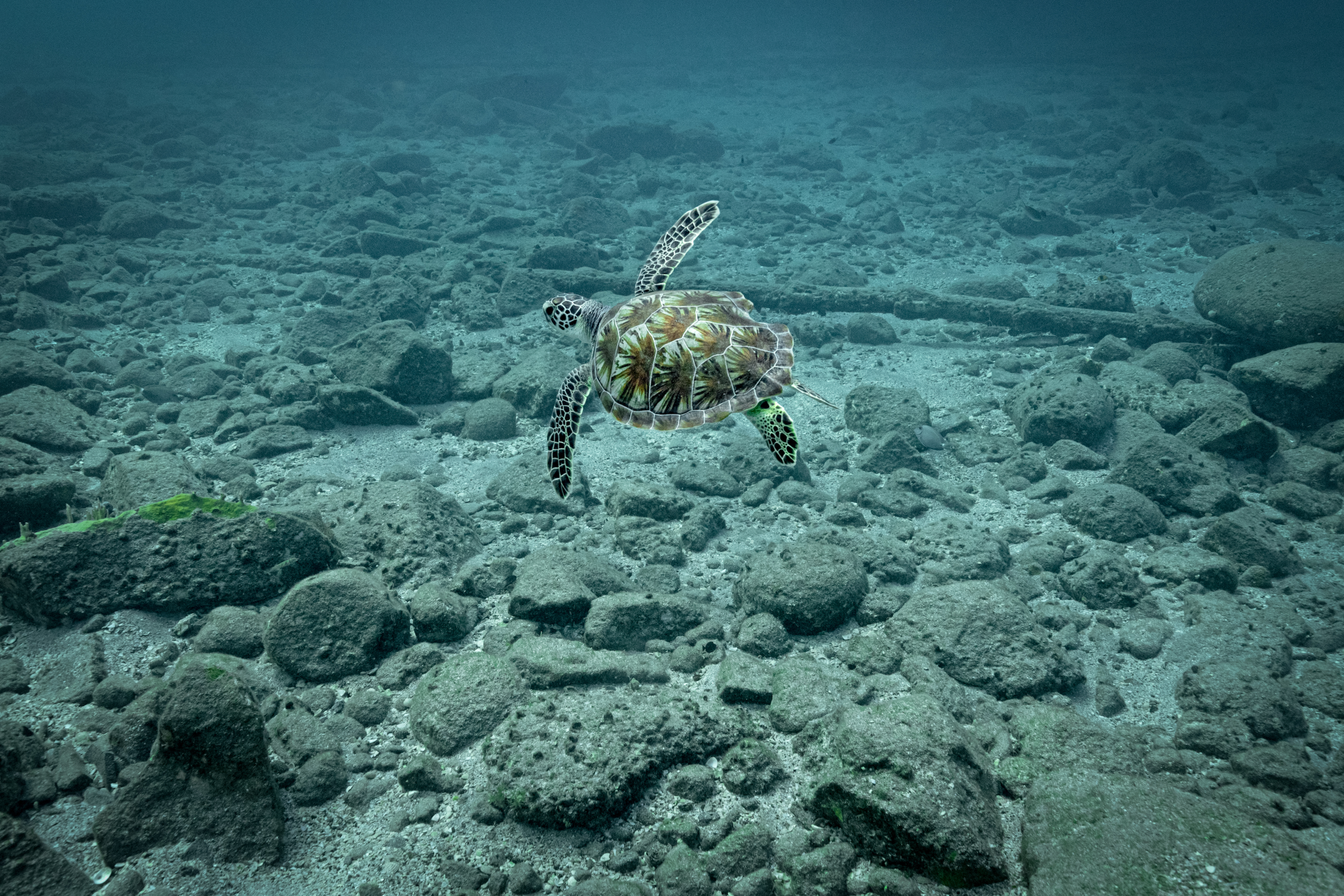 Shell Beach