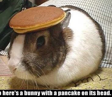 No pancakes were harmed in the making of this meme.