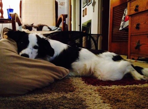 Dixie. If there were dating sights for pets, this would be her profile picture