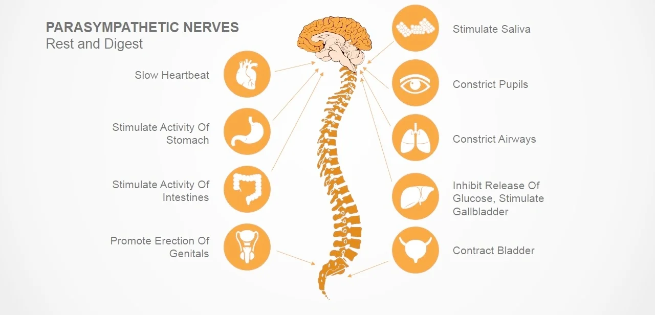 7090-01-anatomy-of-human-nervous-system-1.jpg