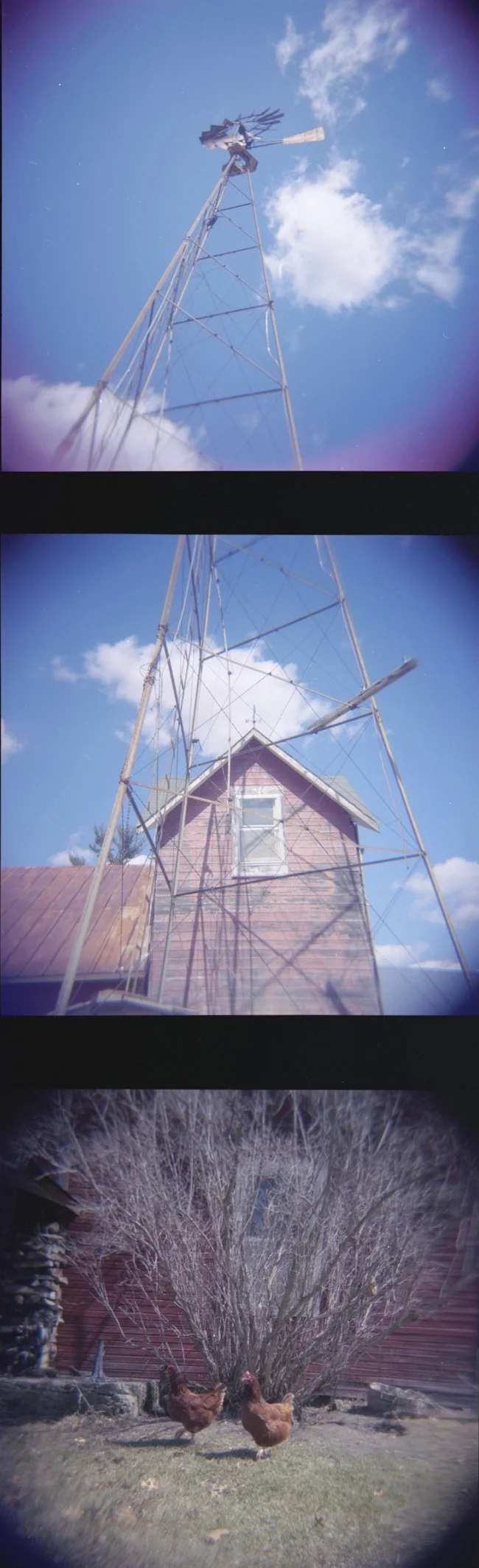 windmill_chickens.jpg