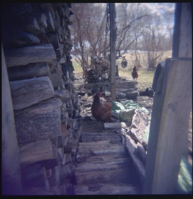 wood stack chickens.jpg