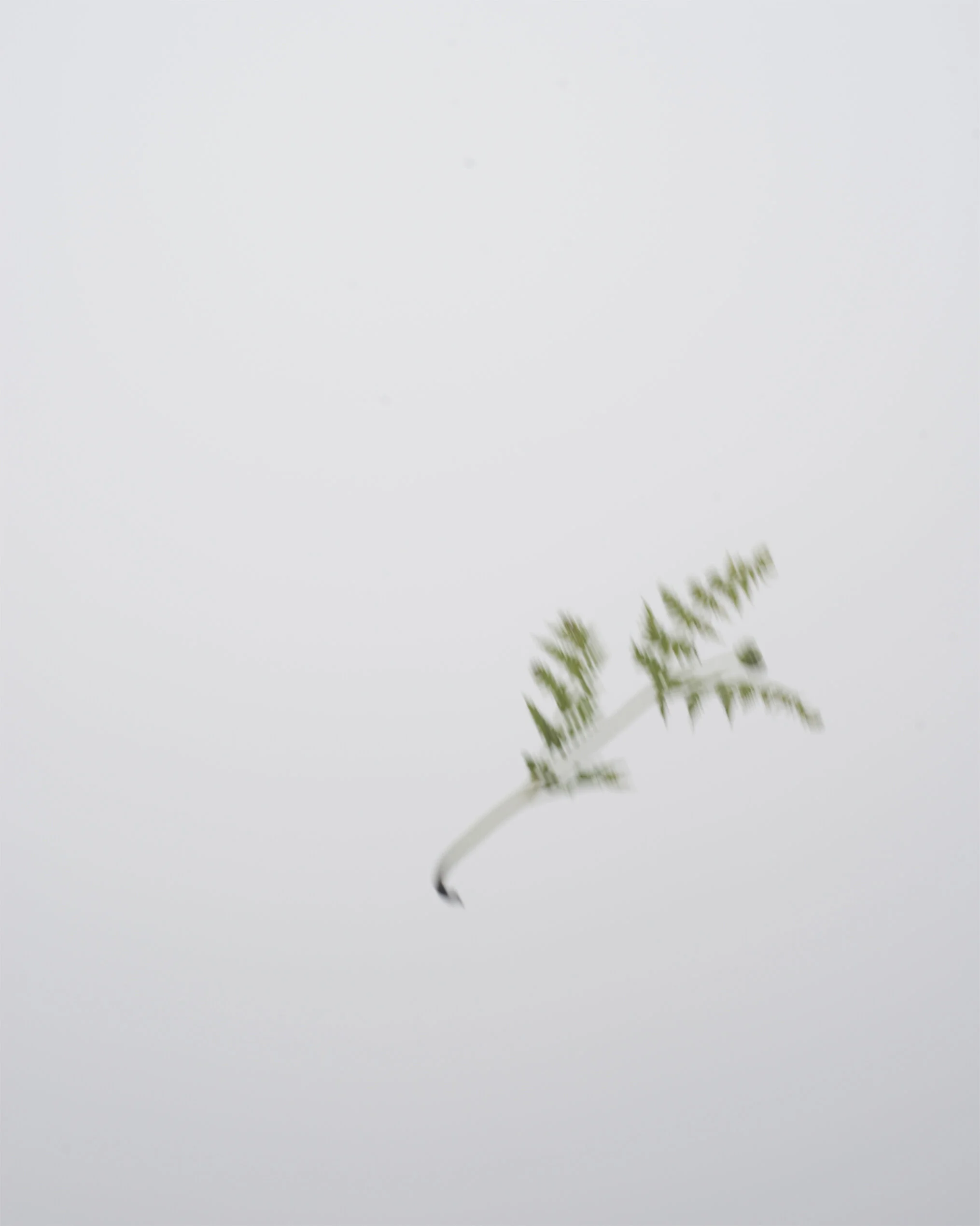 mist leaf.jpg