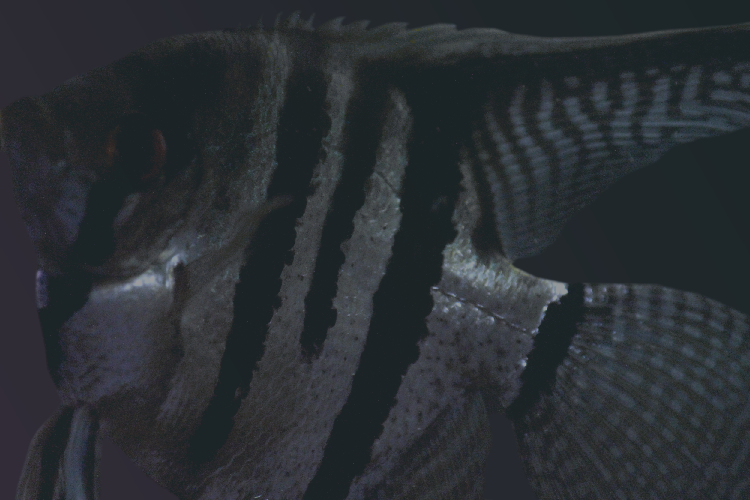 Fish_BG-3.png