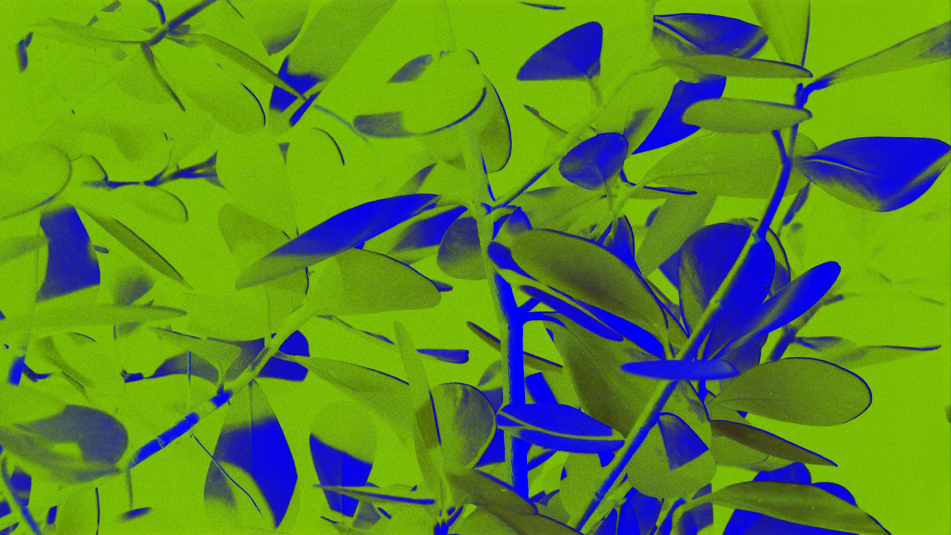 reel v1.00_00_05_17.Still004.jpg