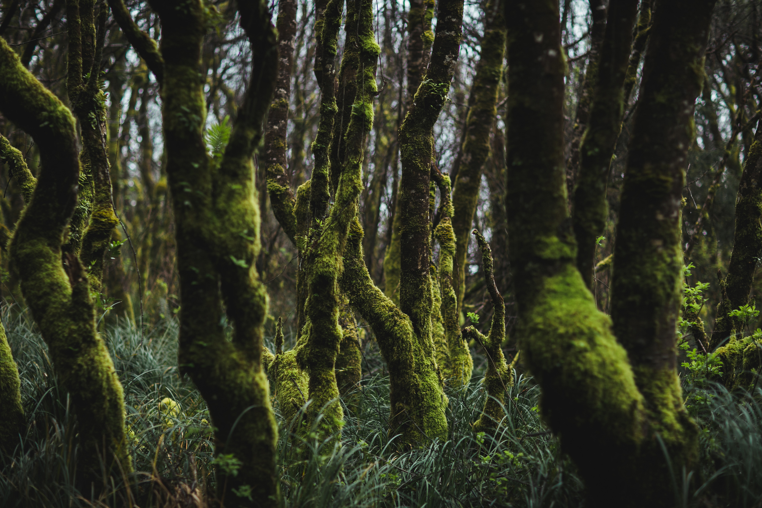 Moss Covered Trees - Orick, CA