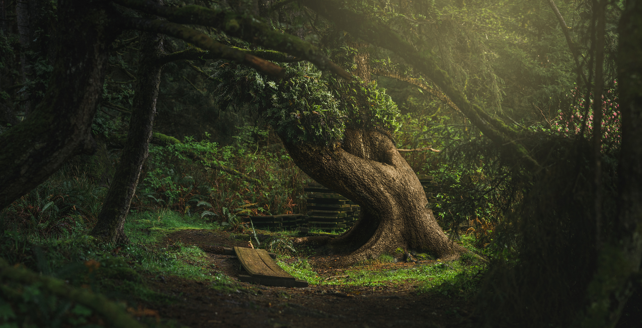 Magical Tree - Orick, CA
