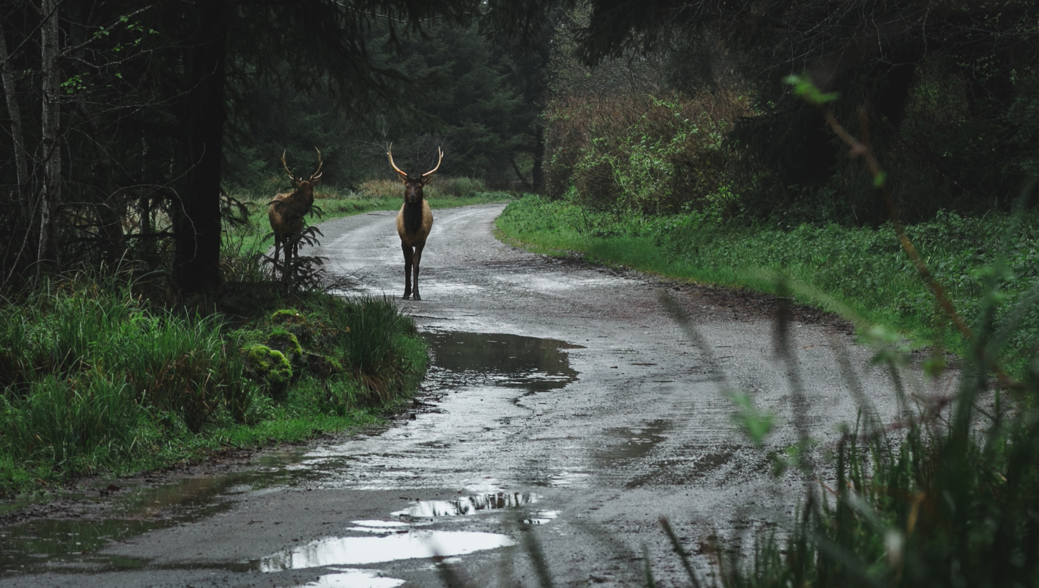 Two Bull Elk Block our Path - Orick, CA