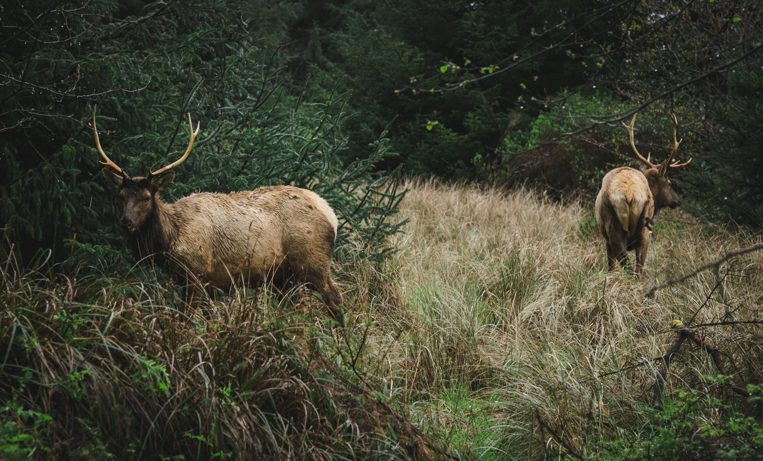 Two Bull Elk Grazing - Orick, CA