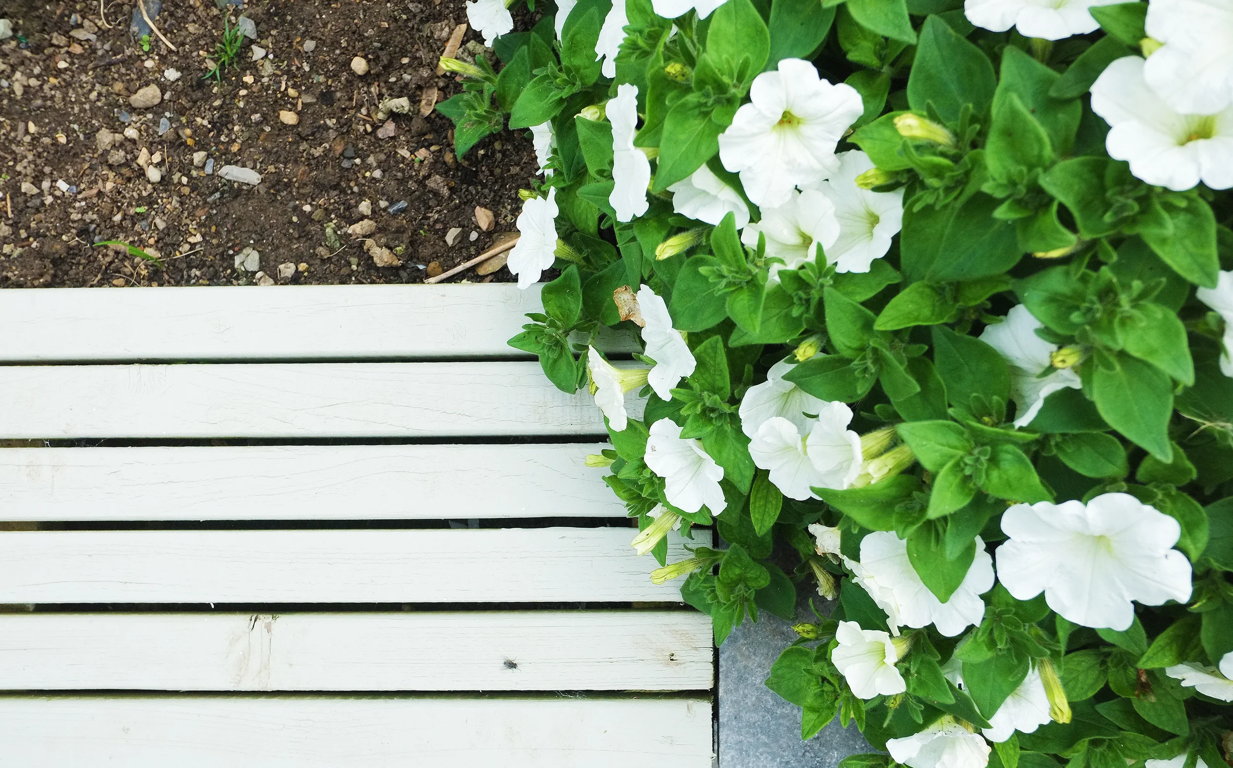 flower_bench.jpg
