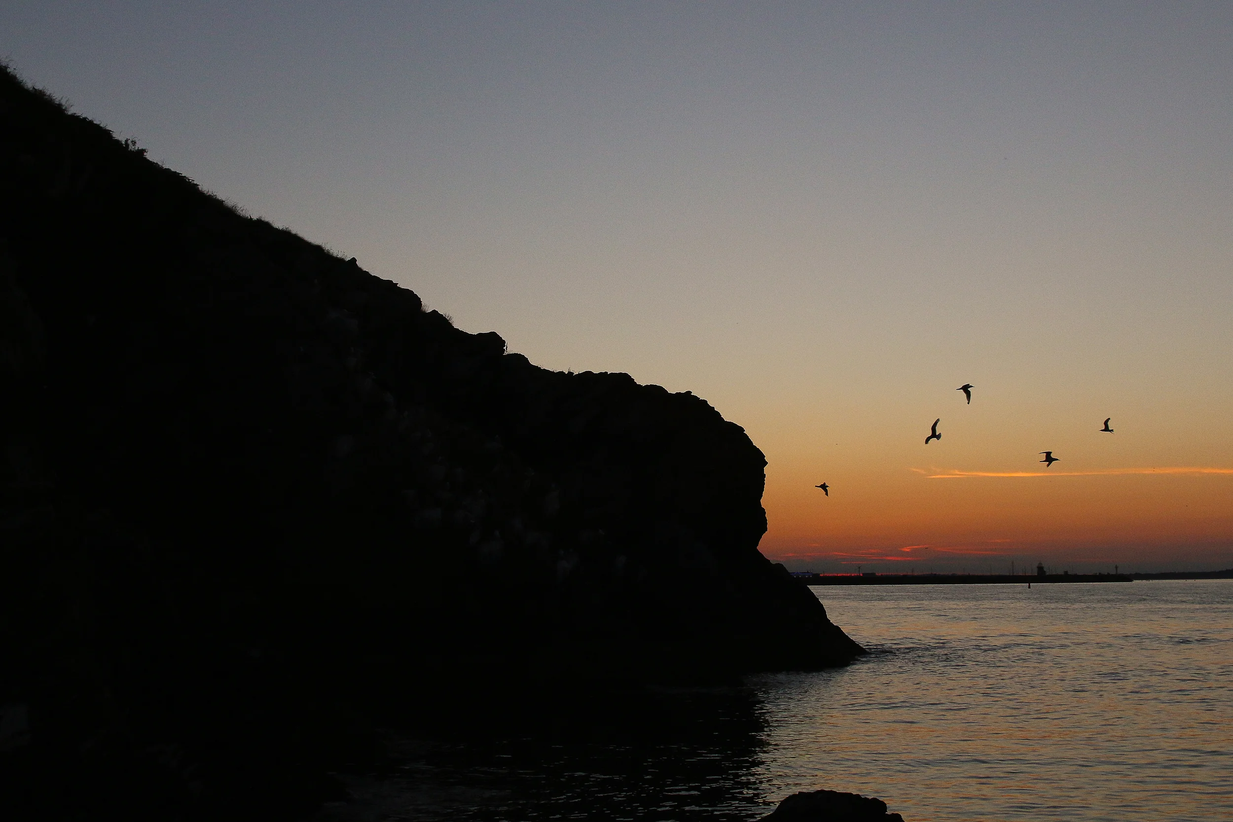 howth bird.jpg
