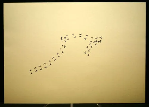 8 - MITCH ROBERTSON - Red Bird Paparazi Footprints.jpg