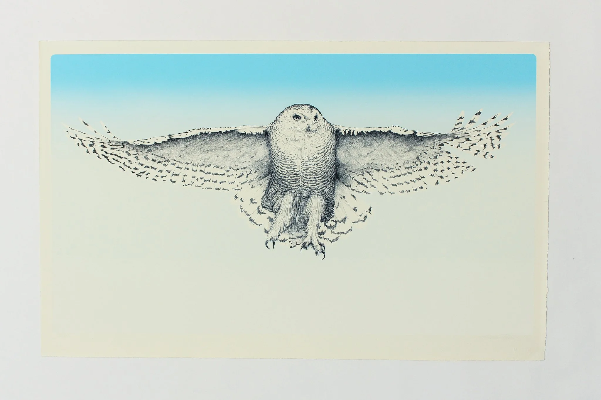 Snowy Owl - William Reynolds