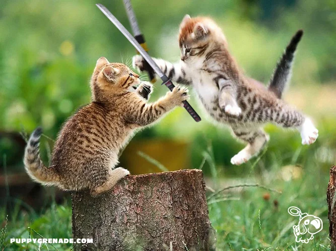 A battle of honor.