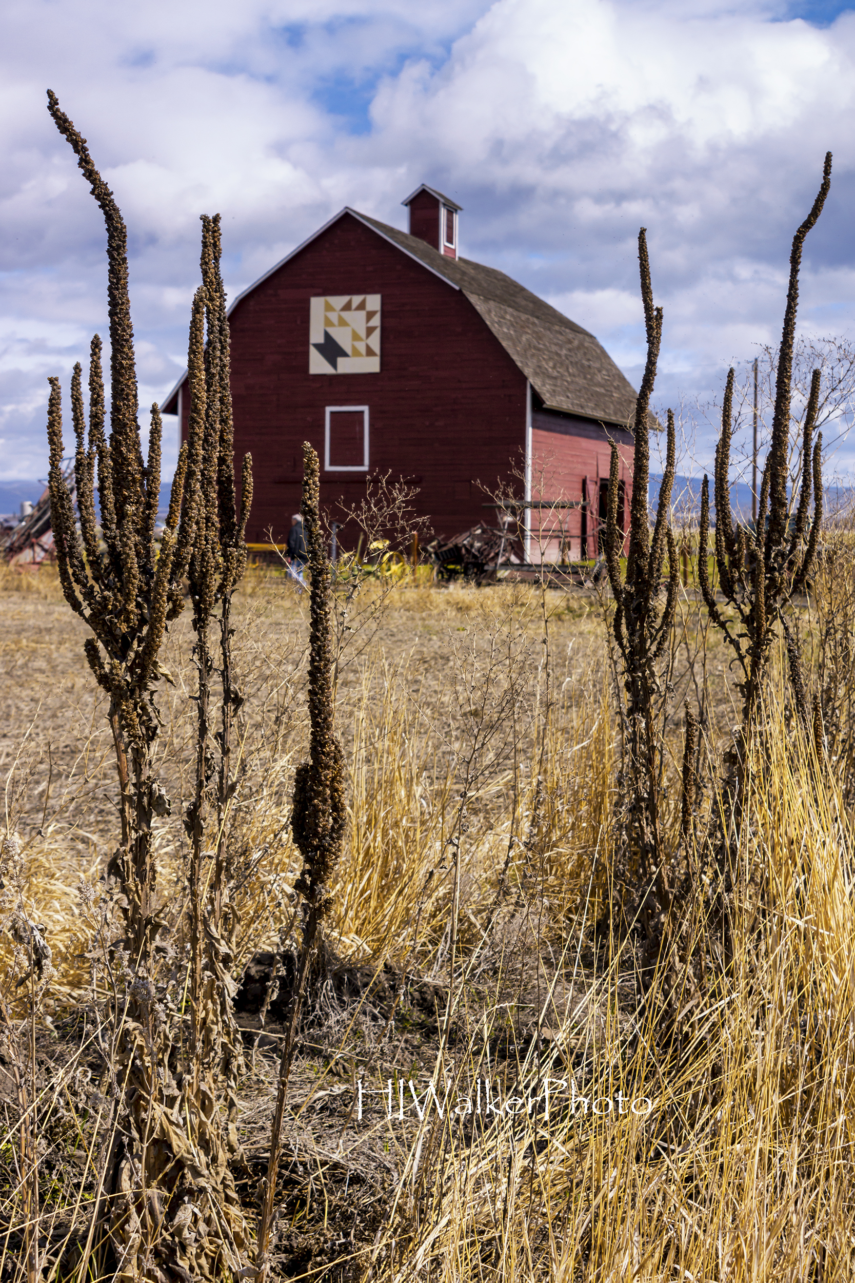 Ready for Harvest
