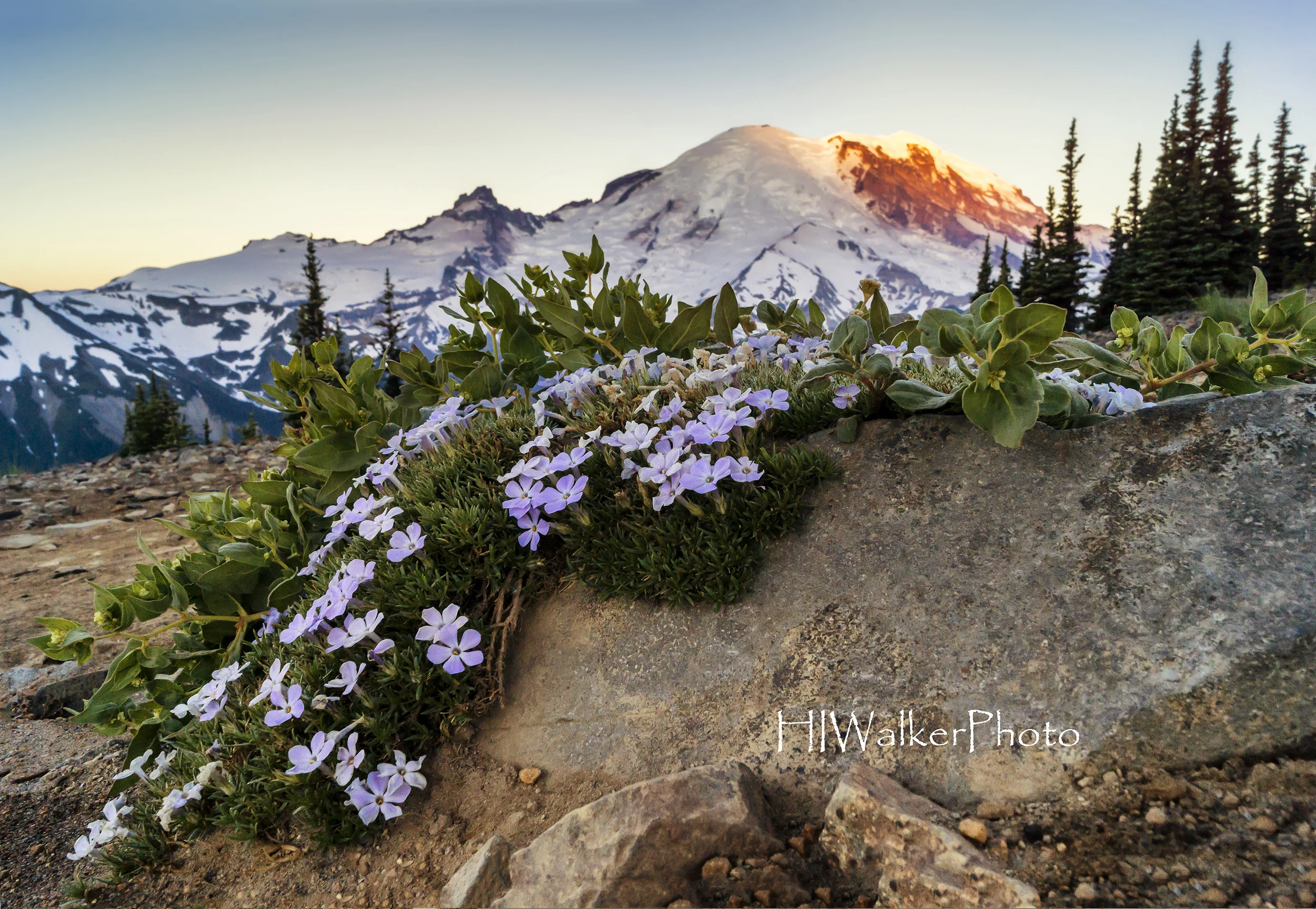 Spreading Phlox