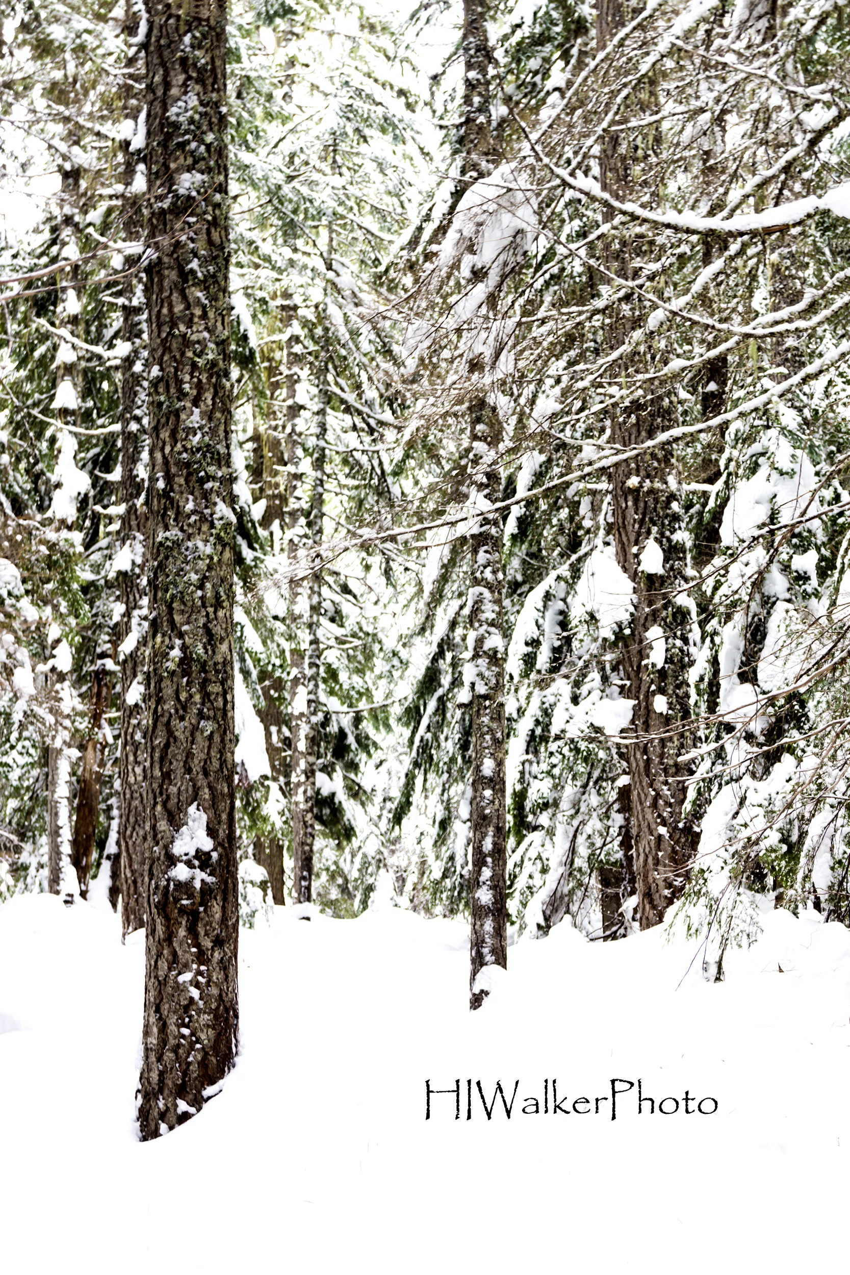 Winter Forest