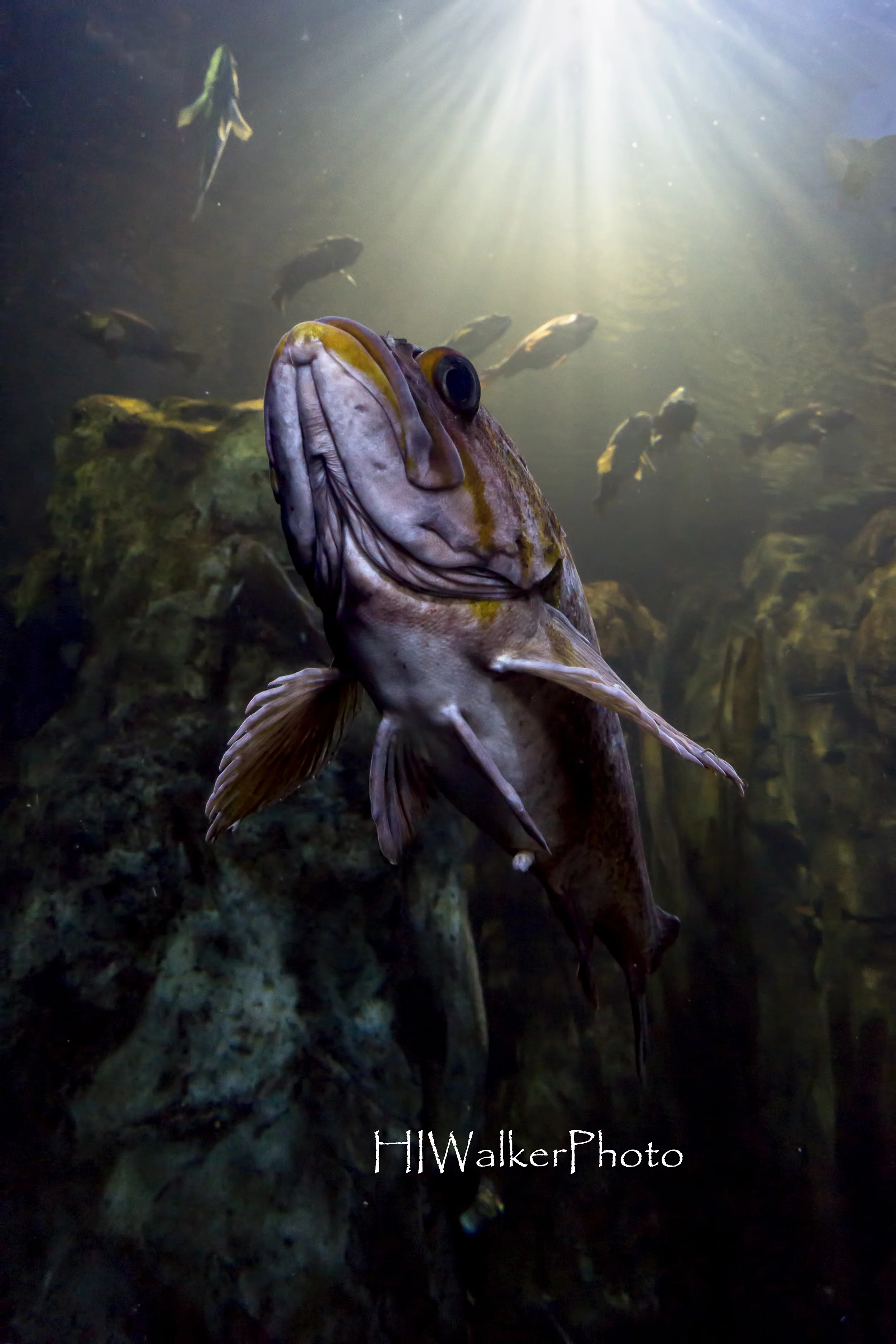 Under the Sea