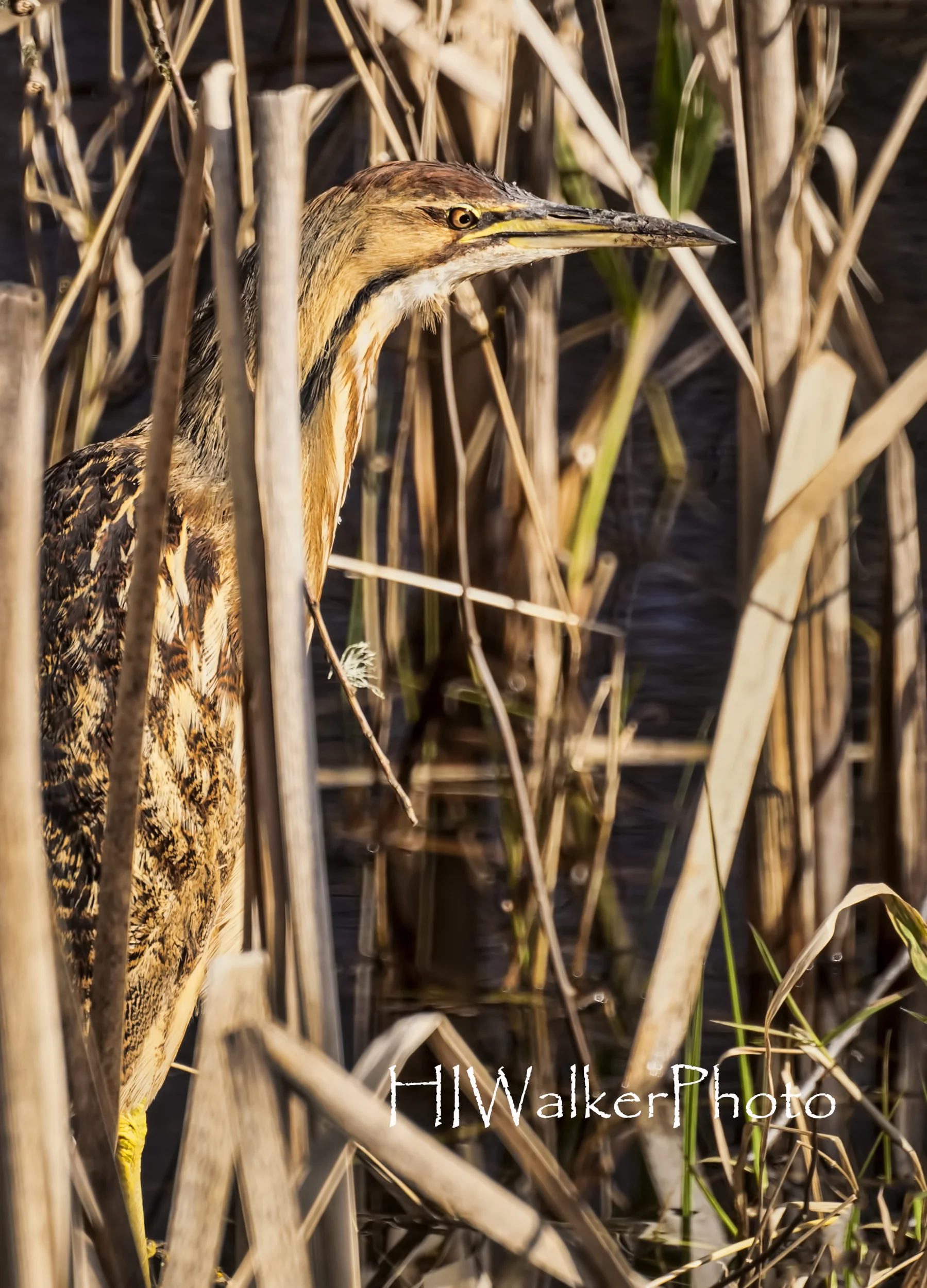 Marshland Camouflage