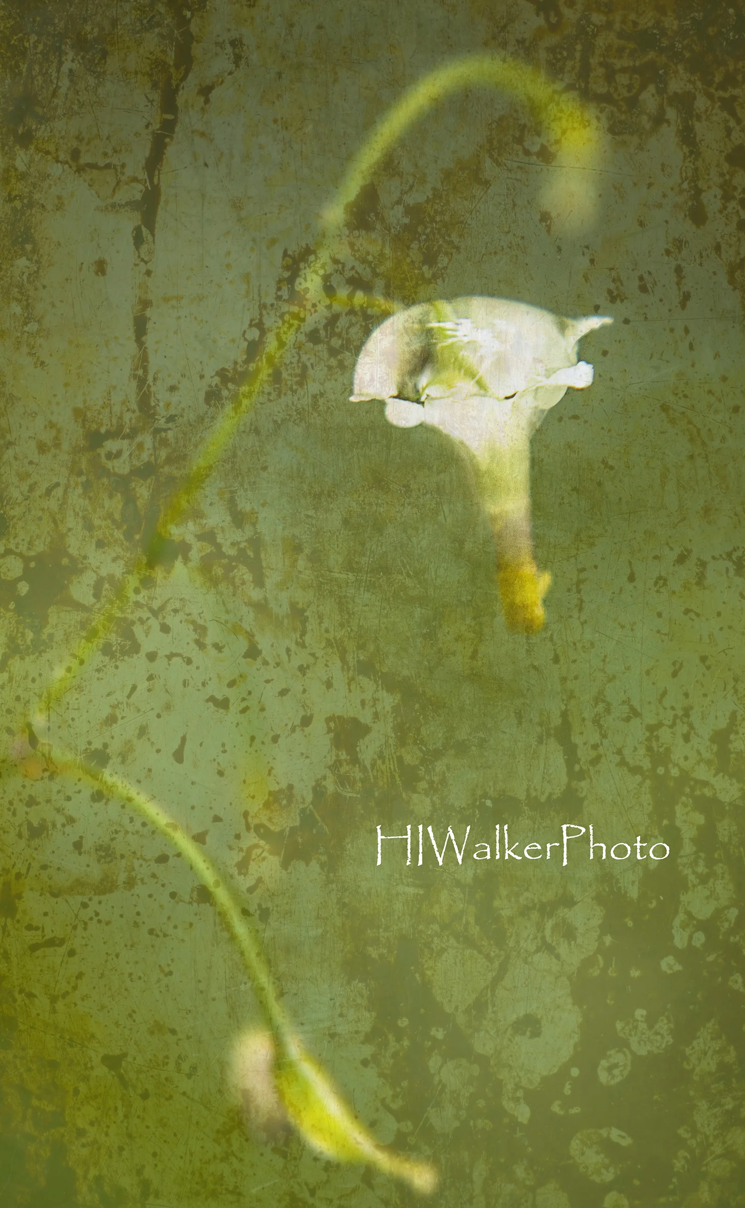 Inside Out Flower.jpg