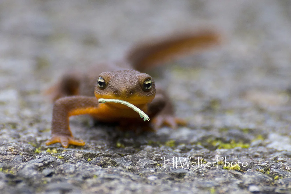 Mid-Afternoon Snack