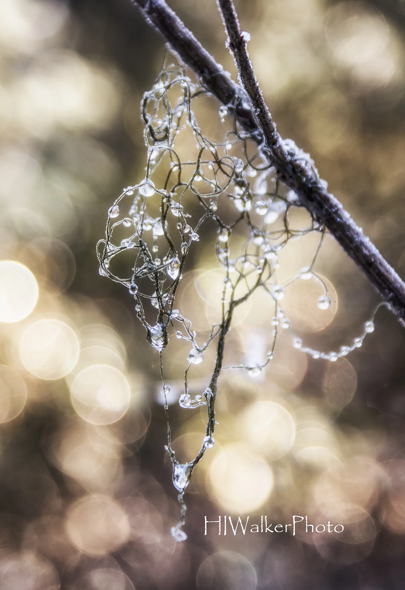 Diamonds in the Forest