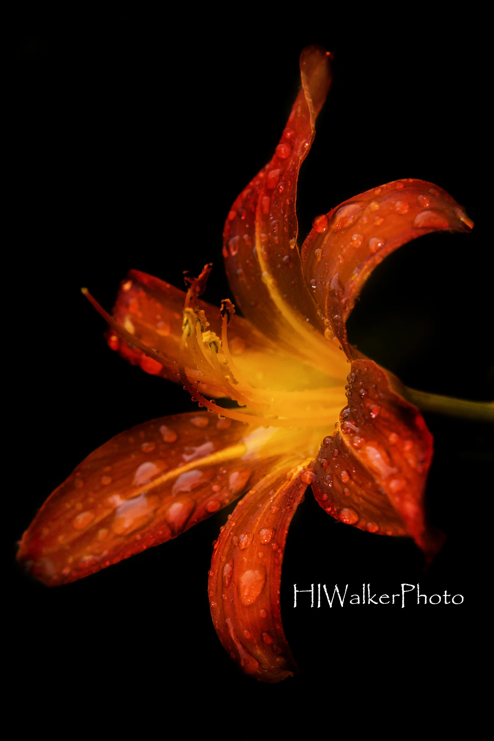 Fire Lily