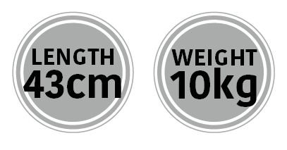 Mini Ram Dimensions
