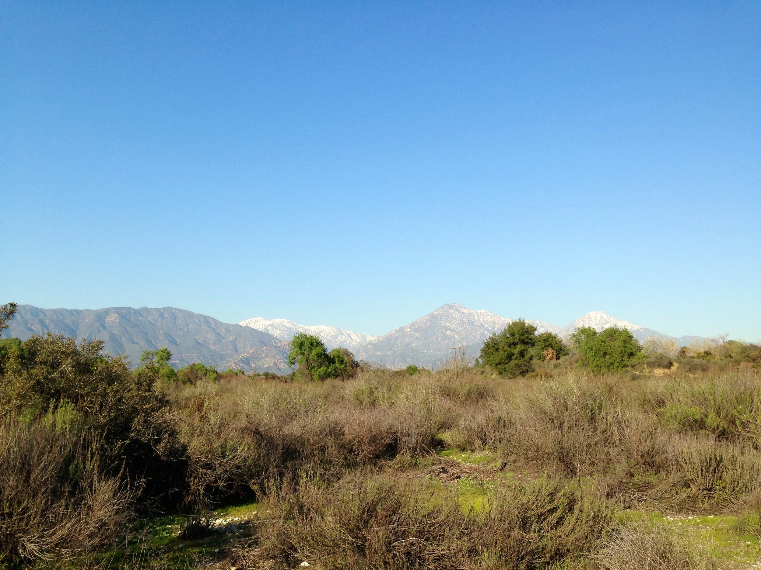 Sage Scrub (dominated by Artemisia californicus ) at the Robert J. Bernard Biological Field Station.