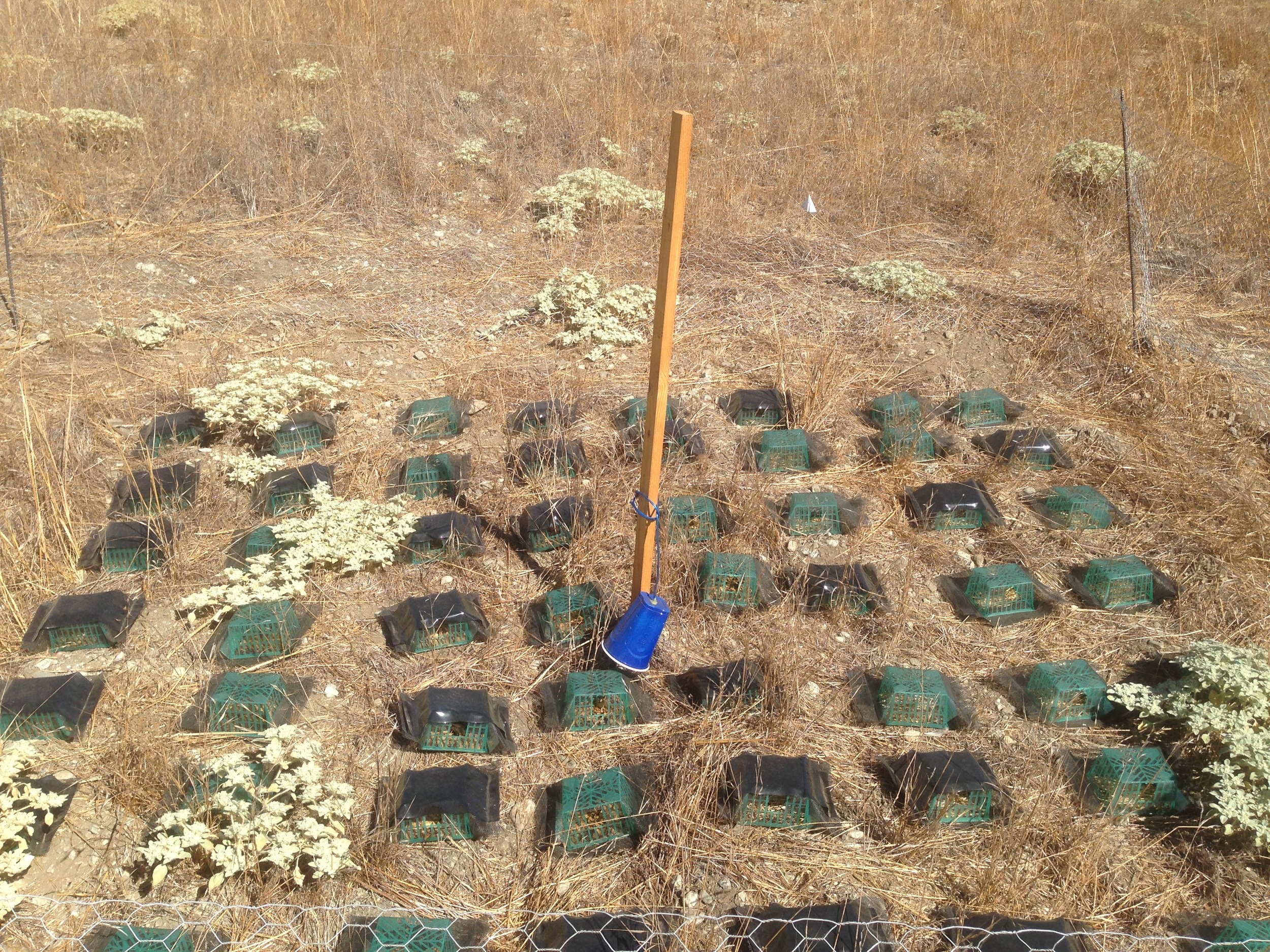 Grassland site in the early fall.
