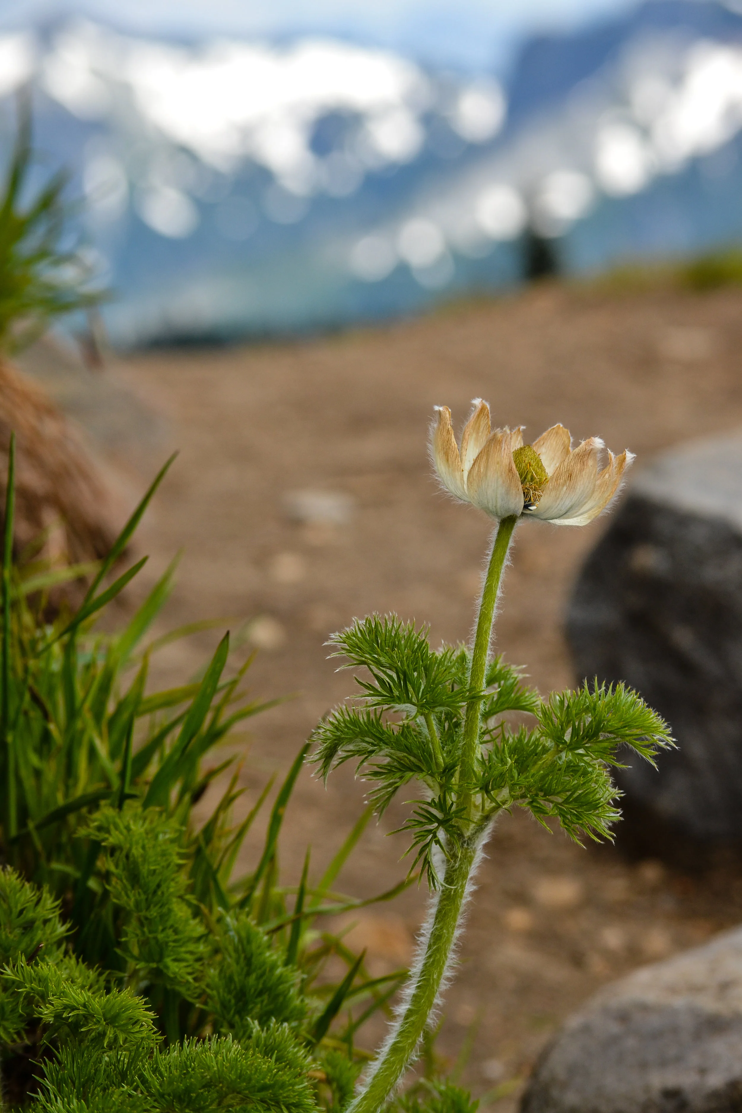 Rainier 11.jpg