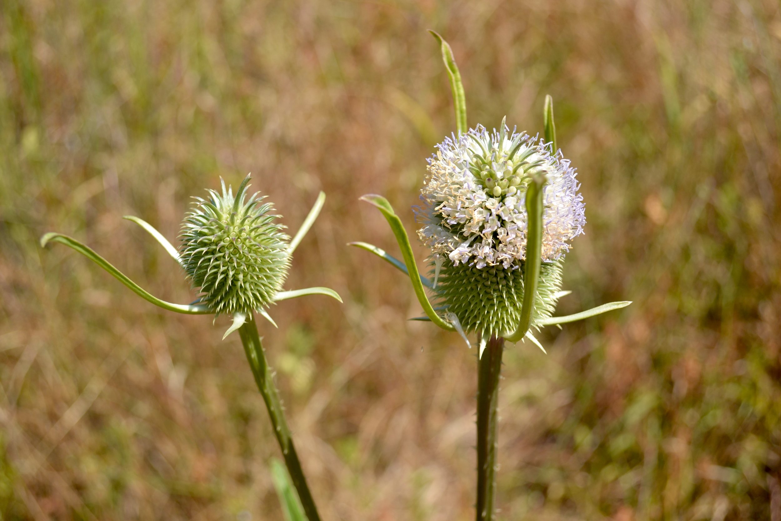 Teasel (another non-native) at RFS