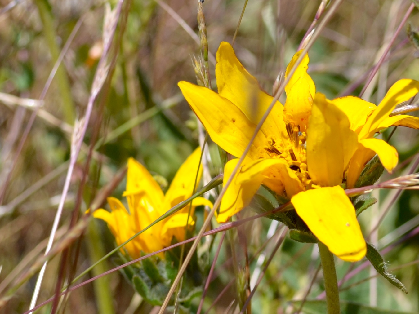 Wyethia angustifolia (native) in bloom at RFS