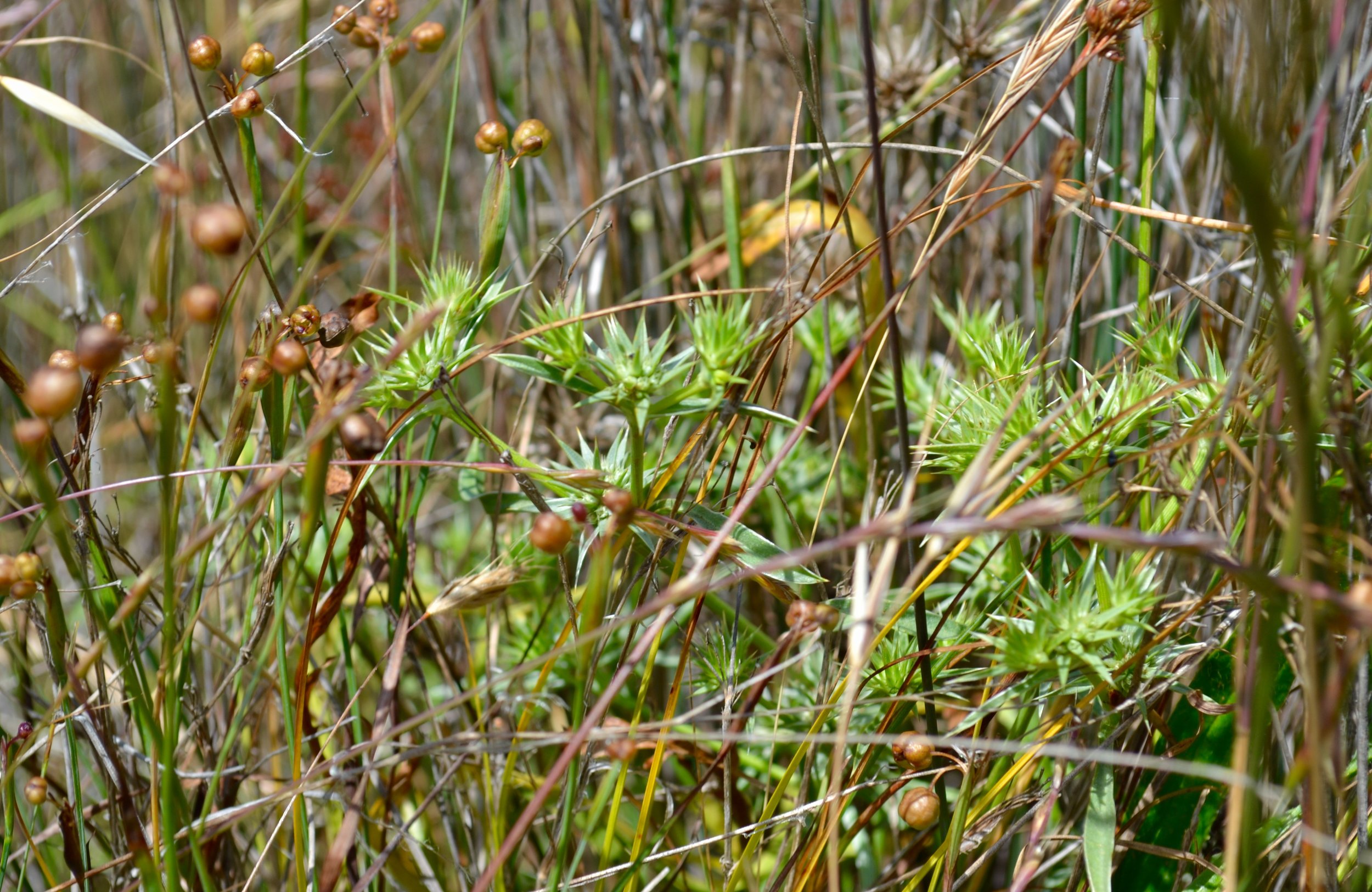 Coyote thistle ( Eryngium armatum native) and other species at RFS