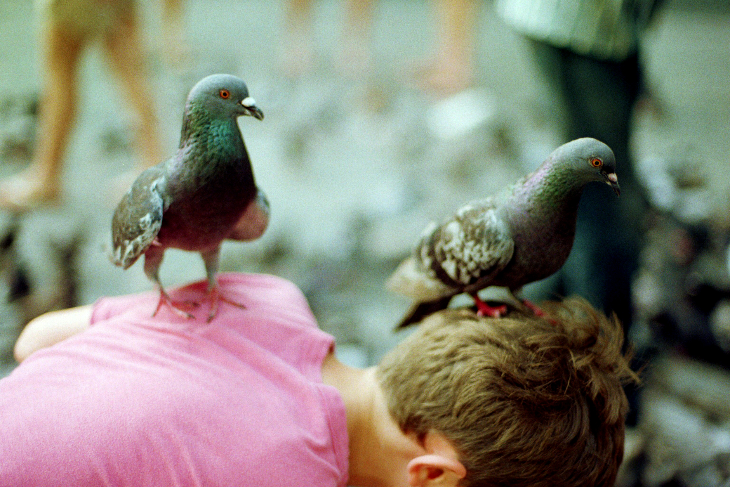 Pigeons in San Juan, 2015
