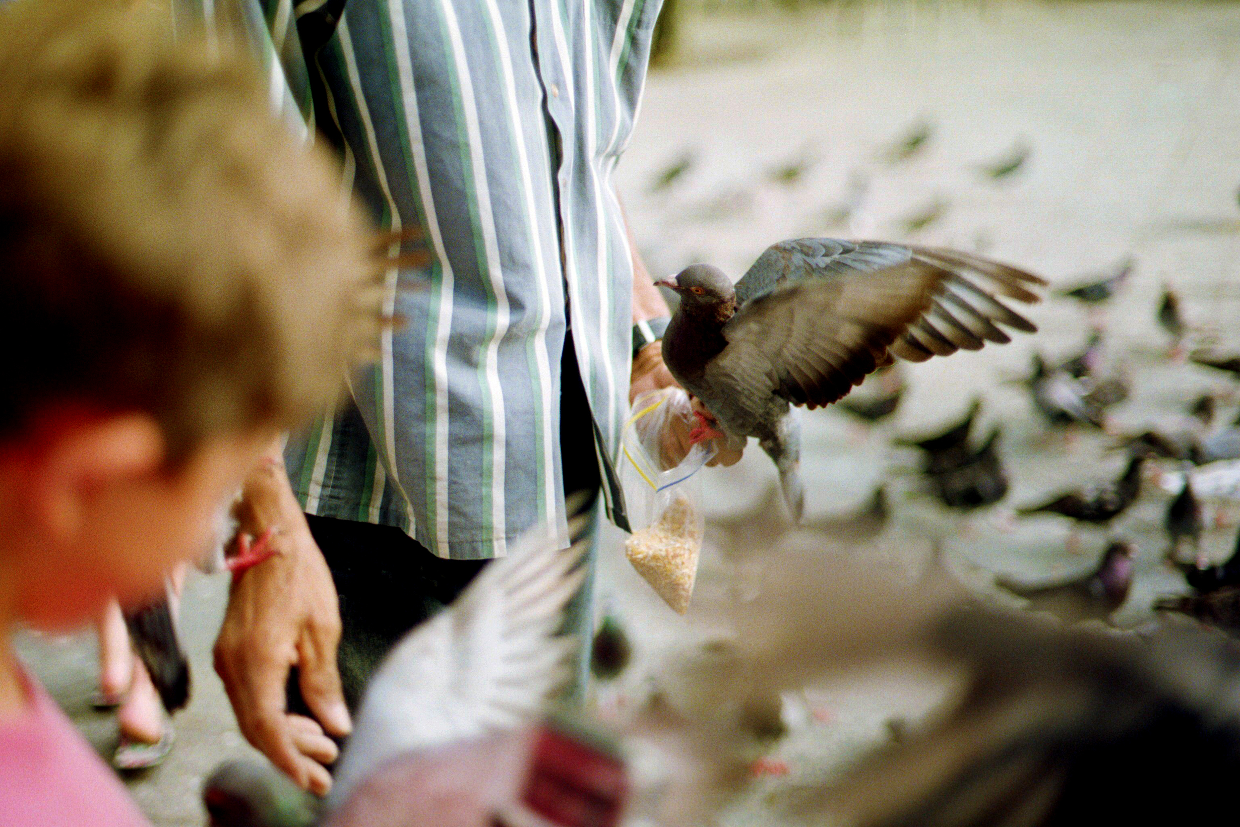 Pigeons Feeding, San Juan, 2015