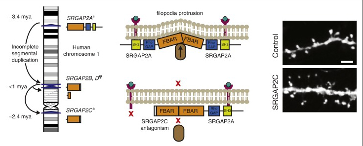 Figure 2a - SRGAP2C antagonism of ancestral SRGAP2 leading to changes in neuronal dendrites (courtesy of Current Opinion in Genetics & Development)