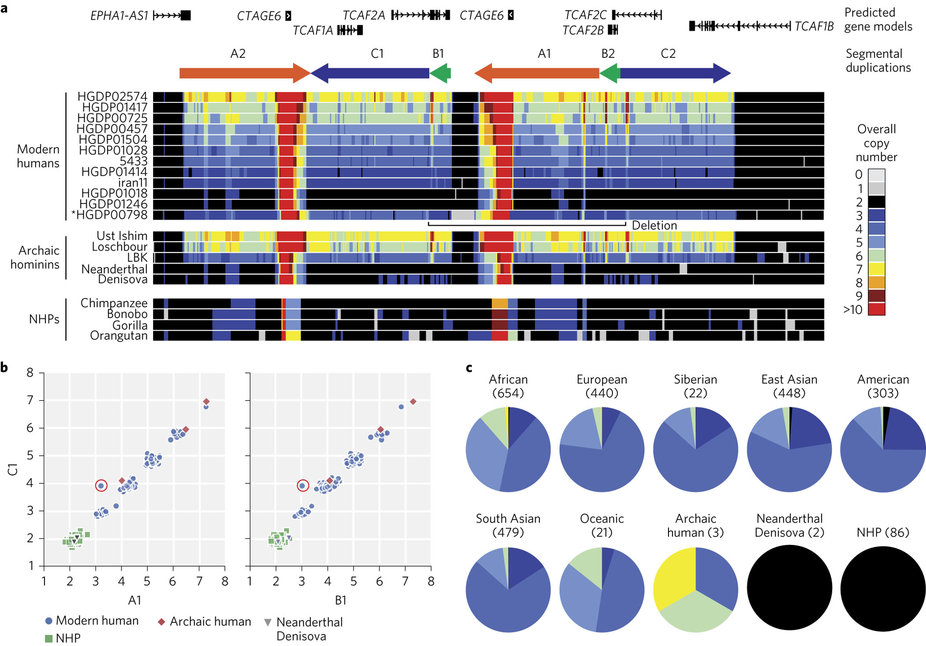 Novel homo sapien specific duplications of TCAF 1 and 2 identified, genes that play roles in cold sematosensation.