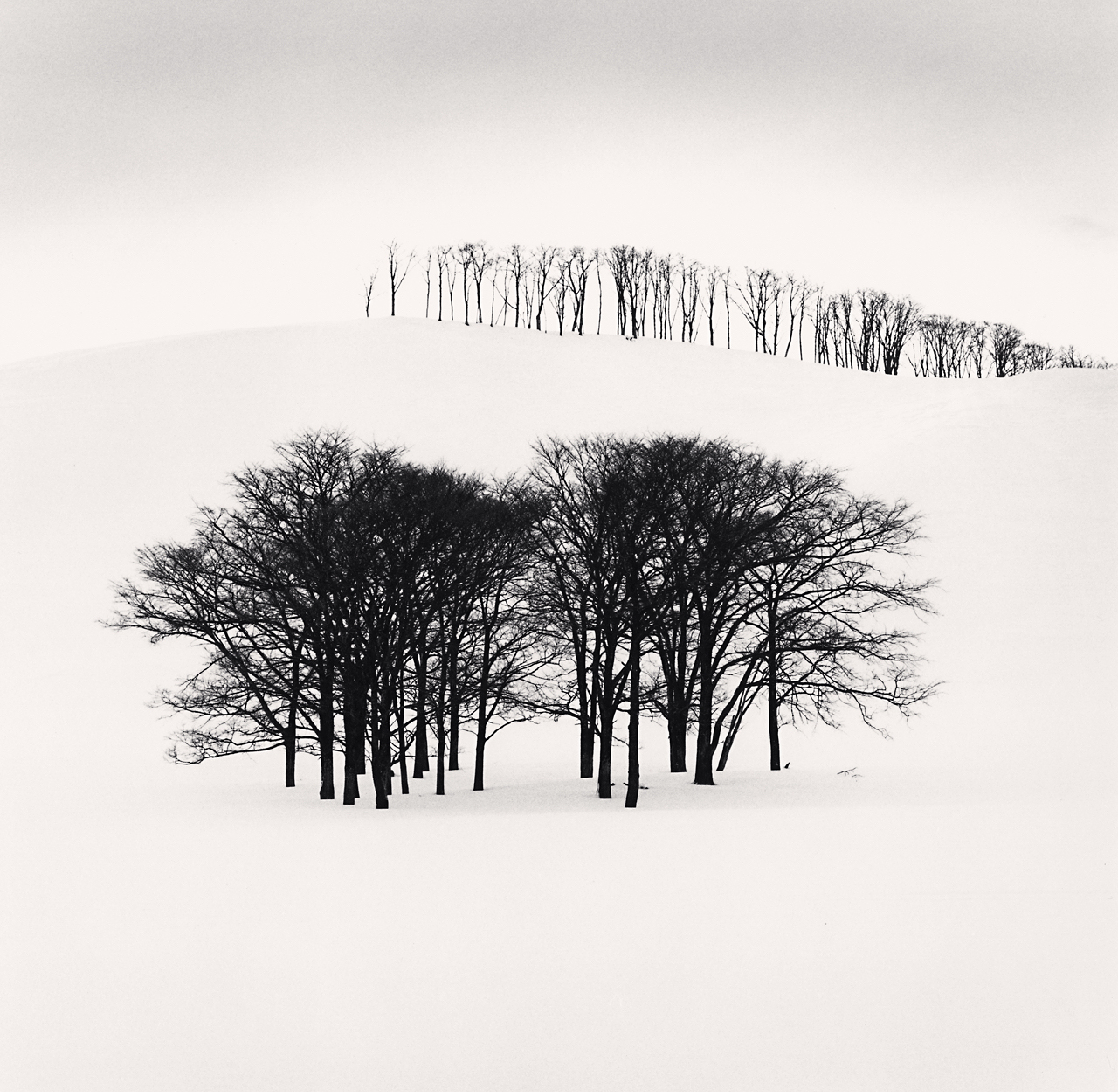 HIlltop Trees, Study 3, Teshikaga, Hokkaido, Japan. 2004 .jpg