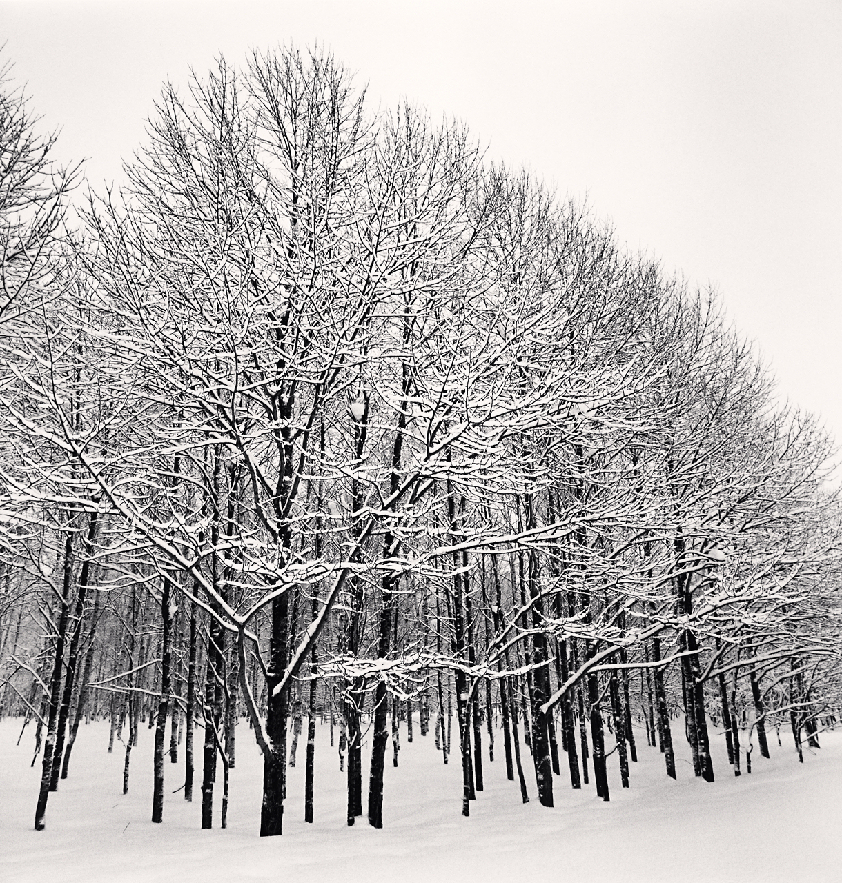 Forest Snow, Sakkuru-Otoineppu, Hokkaido, Japan. 2014.jpg