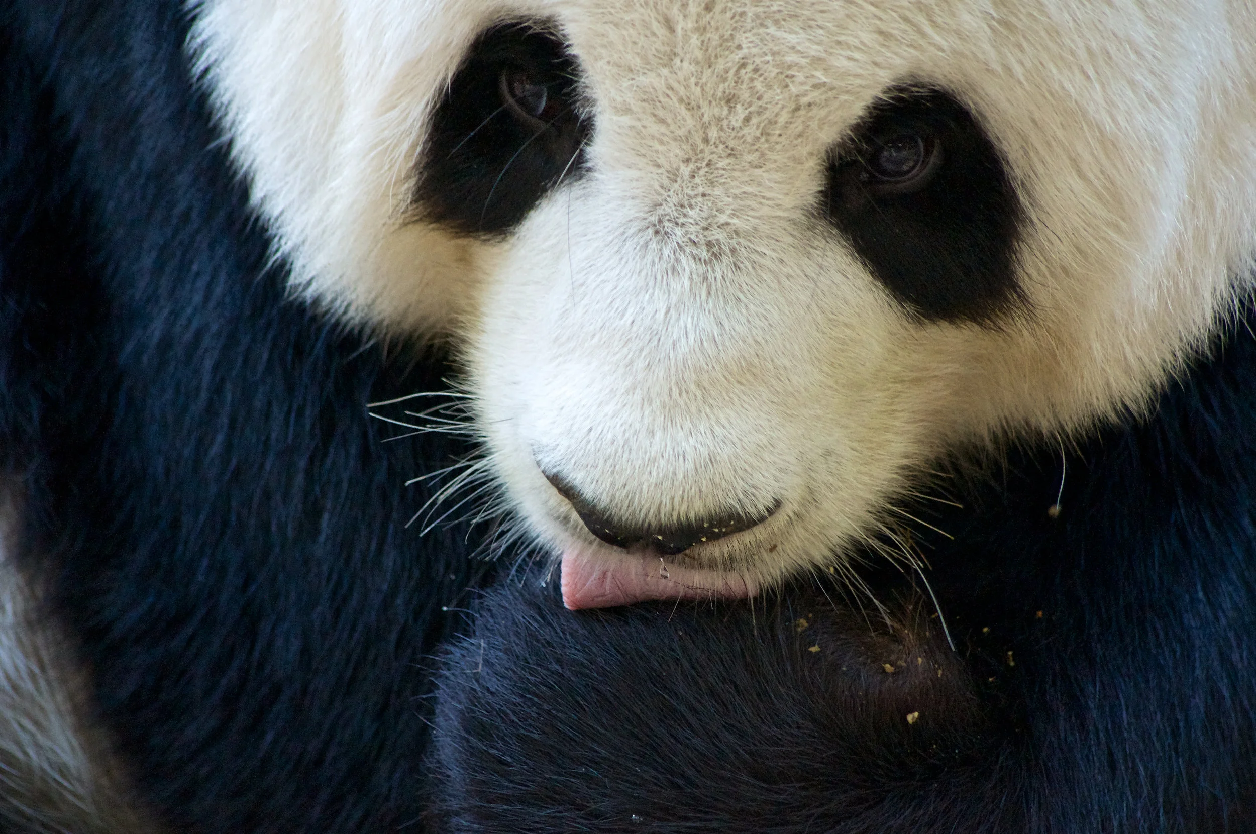 Panda at Chiang Mai Zoo, Thailand, 2013. Pentax K-r, 100-300mm zoom at 230mm (345mm in 35mm equivalent)