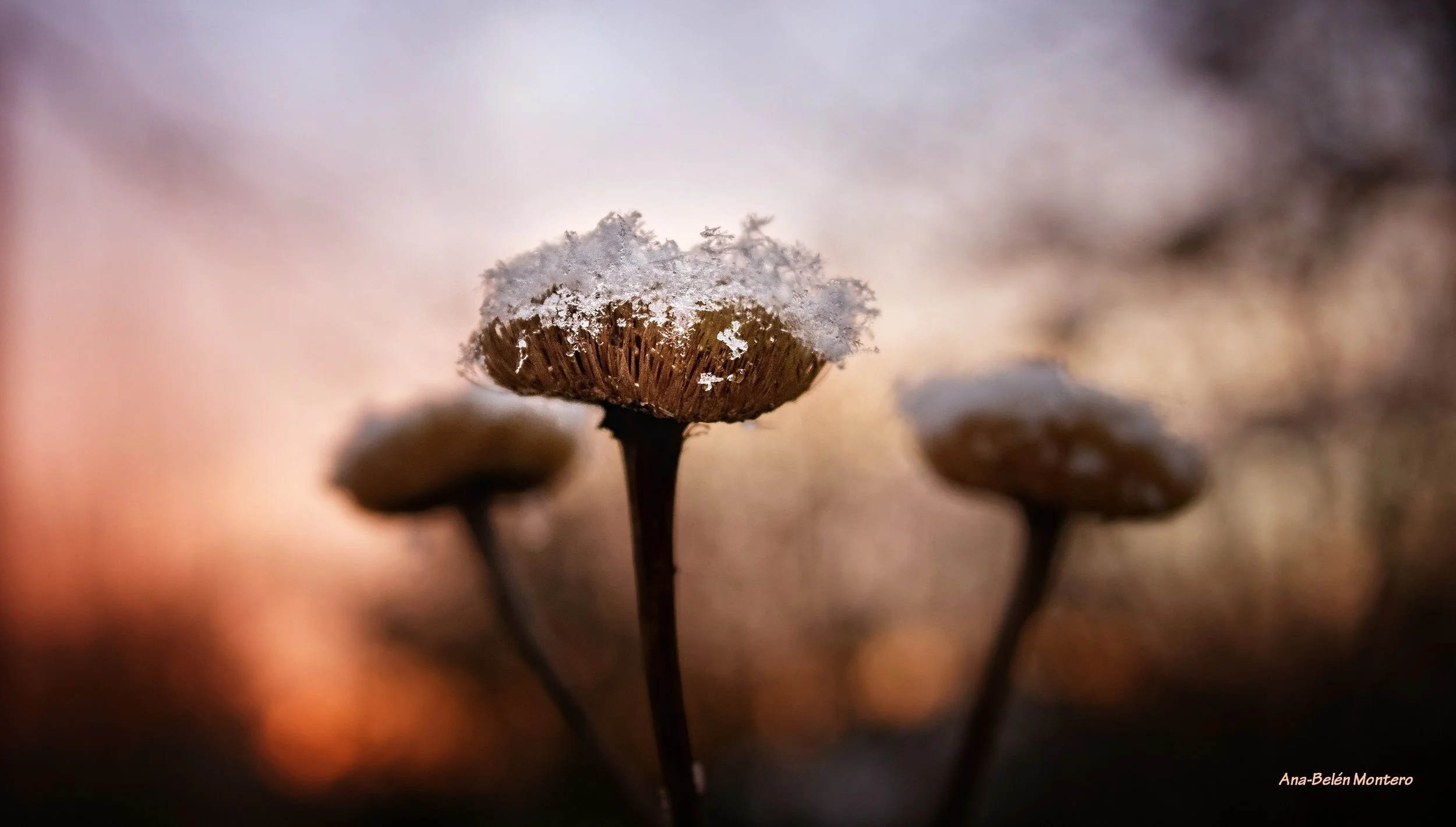 Comme neige au soleil, 4 (2017)