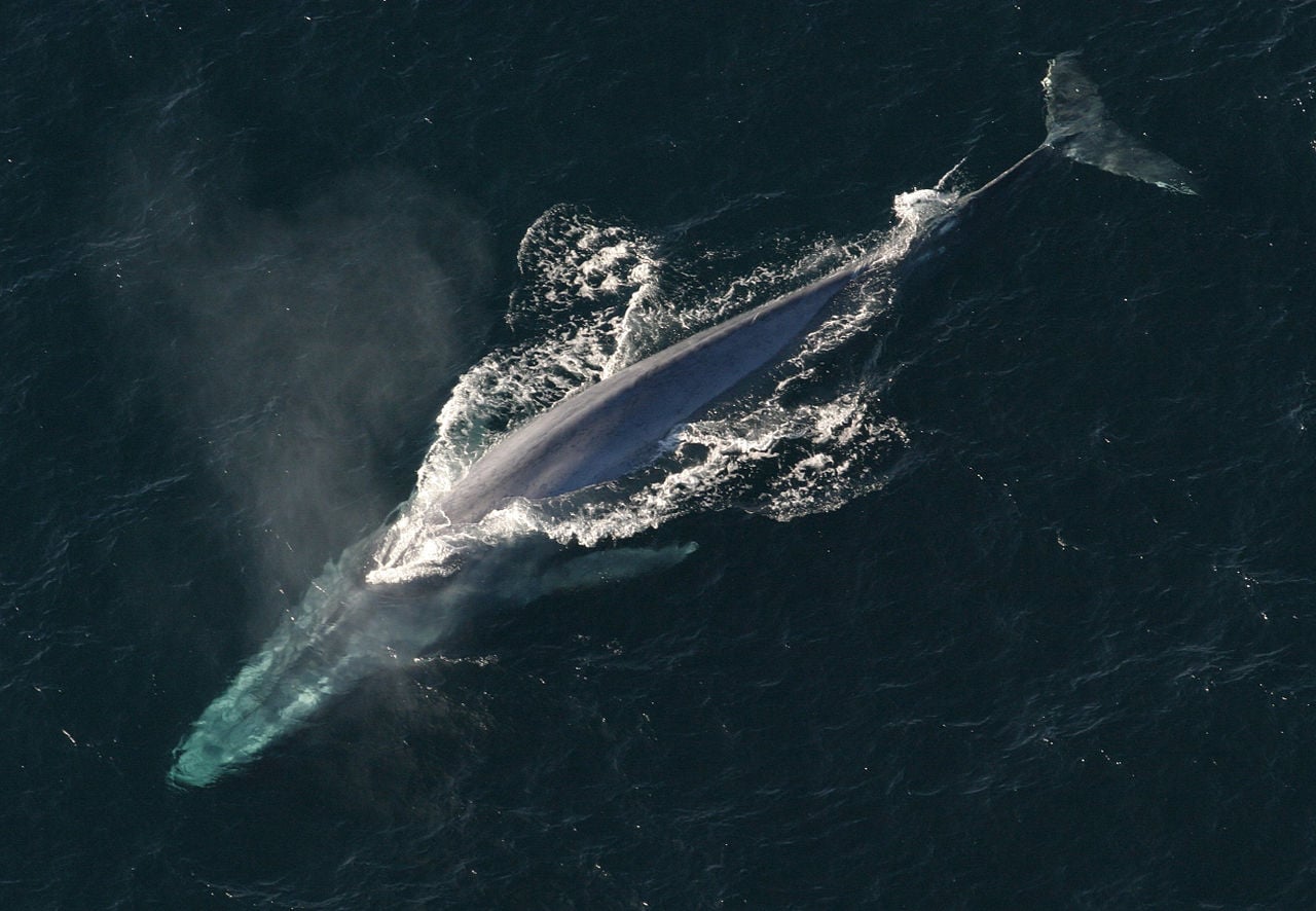 BlueWhale_NOAA.jpg