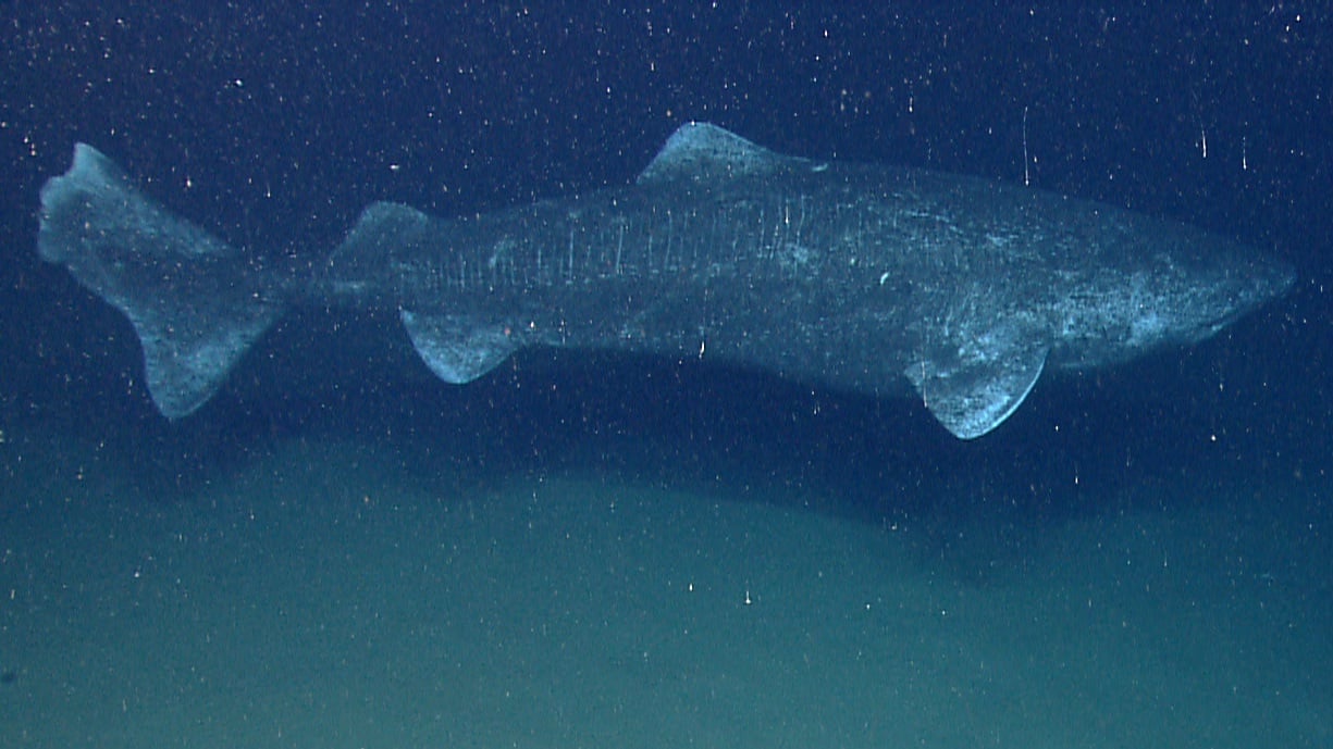 Greenland shark ( Somniosus microcephalus )