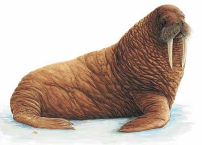 Walrus