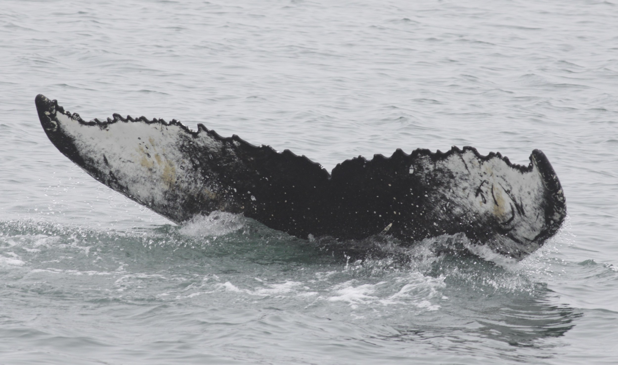 Þröstur the Humpback whale.