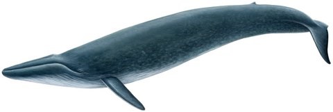 Steypireyður, Baleine Bleue, Ballena Azul, Blåhval, Blauwal, Baleia-azul